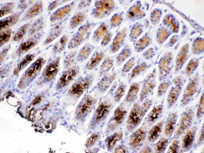 2 - Anti-TFF2 Picoband Antibody ABO13057