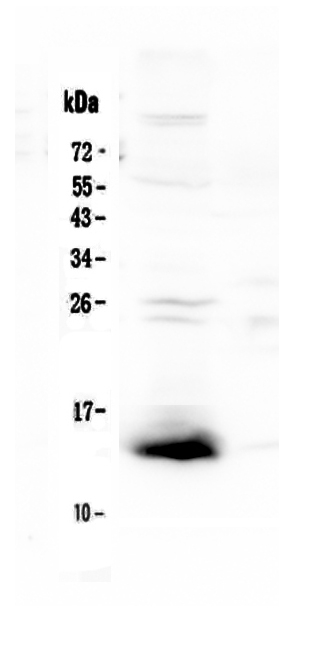 1 - Anti-TFF2 Picoband Antibody ABO13057