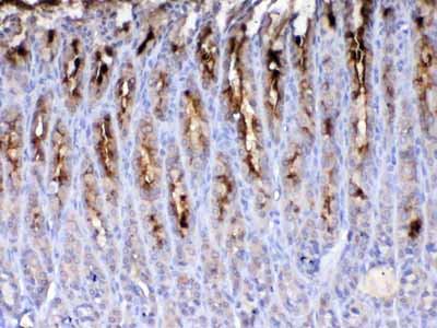 2 - Anti-TFF2 Picoband Antibody ABO13058