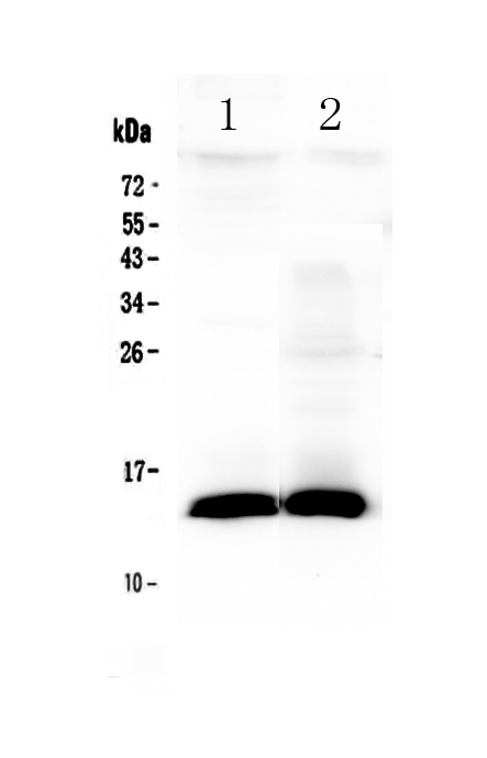 1 - Anti-TFF2 Picoband Antibody ABO13058