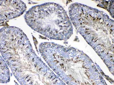 2 - Anti-FMN1 Picoband Antibody ABO13059