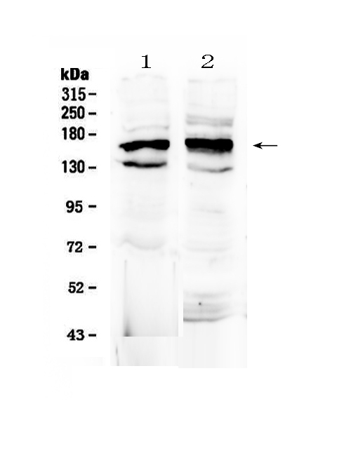 1 - Anti-FMN1 Picoband Antibody ABO13059