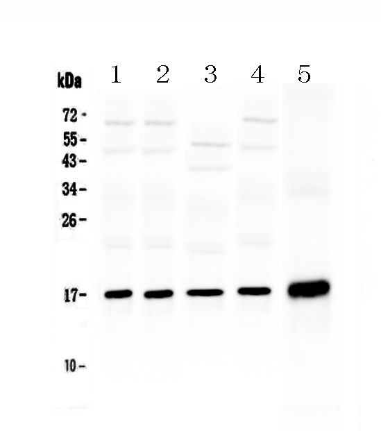 1 - Anti-Hsp20 Picoband Antibody ABO13060
