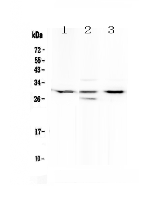 1 - Anti-MED8 Picoband Antibody ABO13061