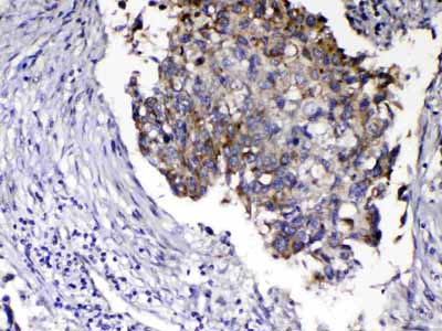 2 - Anti-Relaxin 1 Picoband Antibody ABO13062