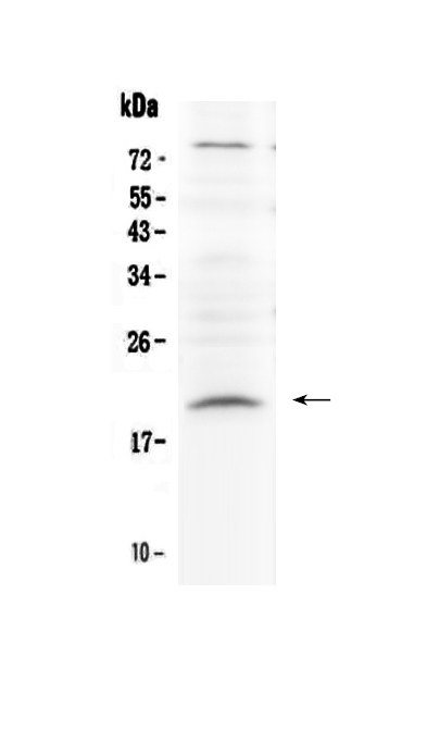 1 - Anti-Relaxin 1 Picoband Antibody ABO13062