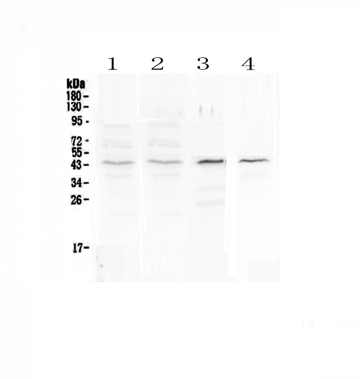 1 - Anti-SP6 Picoband Antibody ABO13063