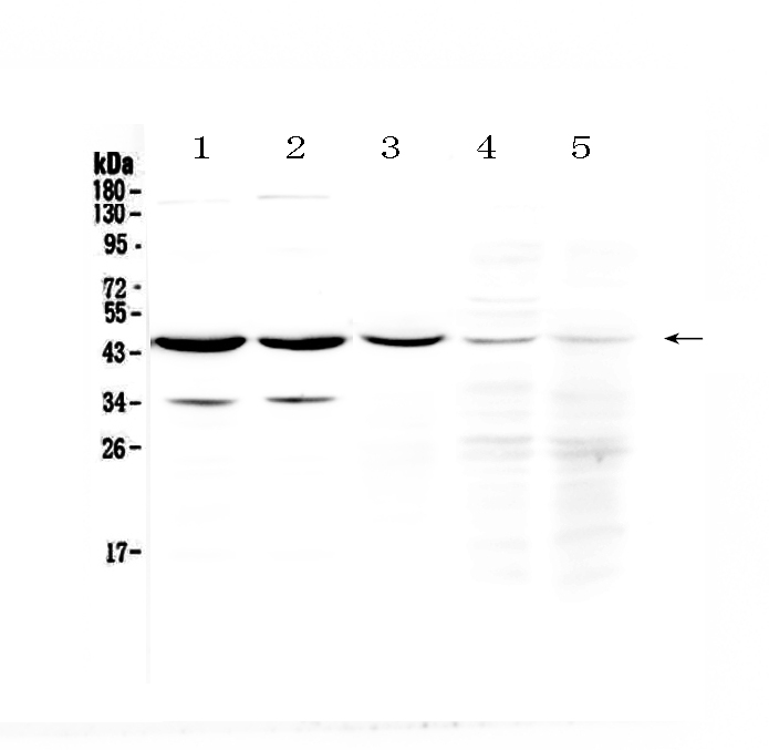 1 - Anti-HOMER3 Picoband Antibody ABO13064