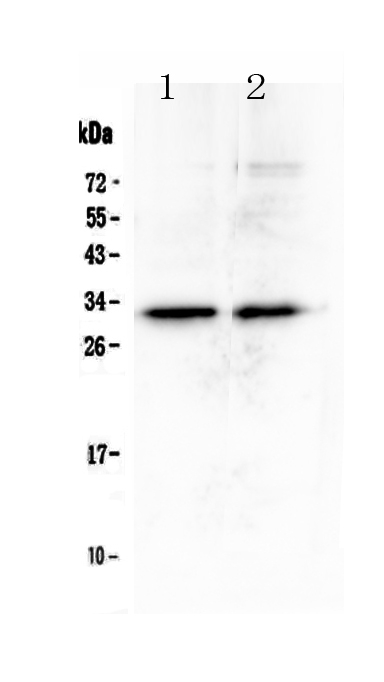 1 - Anti-MED6 Picoband Antibody ABO13065