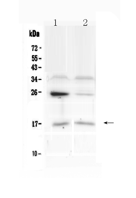 1 - Anti-IL1F10 Picoband Antibody ABO13066