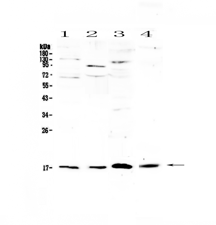 1 - Anti-IL1F10 Picoband Antibody ABO13067