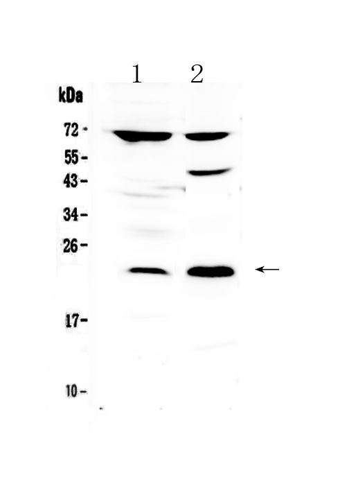 1 - Anti-TRFP / MED20 Picoband Antibody ABO13069
