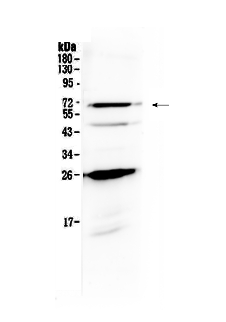 1 - Anti-SLC7A3 Picoband Antibody ABO13070