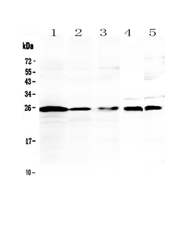 1 - Anti-IL36 alpha Picoband Antibody ABO13071