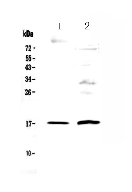 1 - Anti-Epigen Picoband Antibody ABO13073