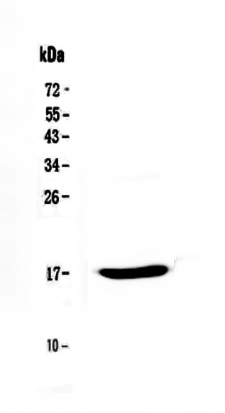 1 - Anti-Epigen Picoband Antibody ABO13074