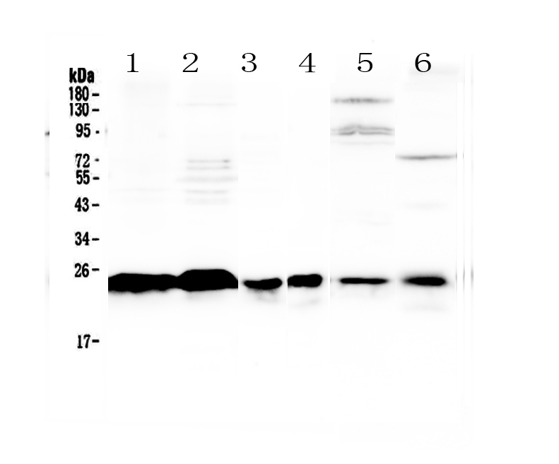 1 - Anti-MED18 Picoband Antibody ABO13075