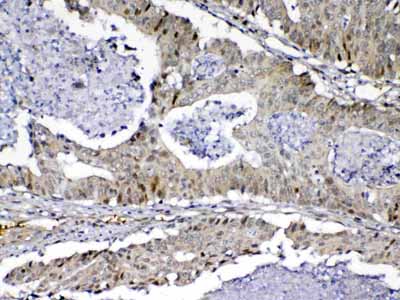 2 - Anti-MED9 Picoband Antibody ABO13077