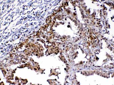 2 - Anti-MED9 Picoband Antibody ABO13077