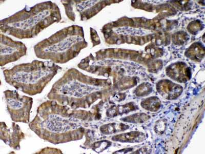 2 - Anti-MED9 Picoband Antibody ABO13077