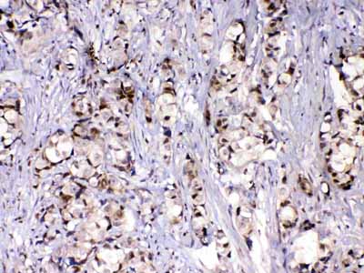 2 - Anti-MED9 Picoband Antibody ABO13077