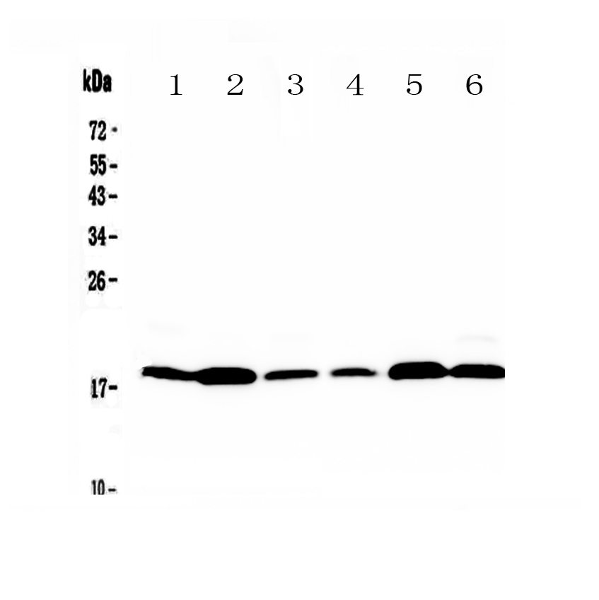 1 - Anti-MED9 Picoband Antibody ABO13077