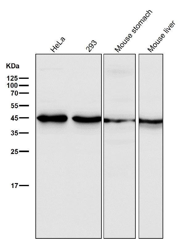 1 - Anti-GSK3 beta Rabbit Monoclonal Antibody ABO13092