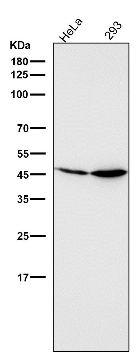 1 - Anti-GSK3 beta Rabbit Monoclonal Antibody ABO13092