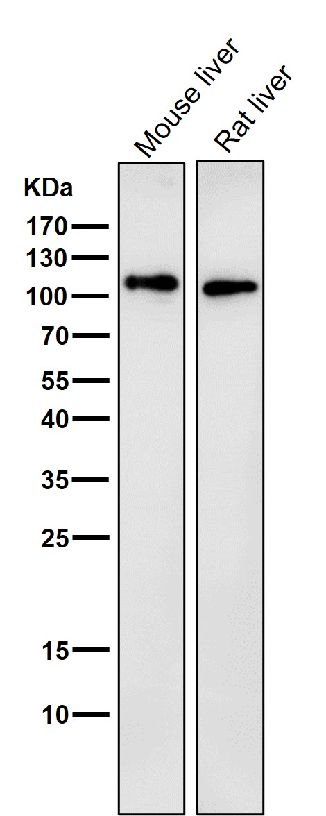 1 - Anti-LAMP2a Rabbit Monoclonal Antibody ABO13093