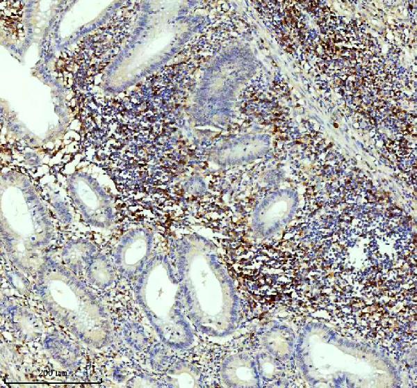 2 - Anti-CD4 Rabbit Monoclonal Antibody ABO13094