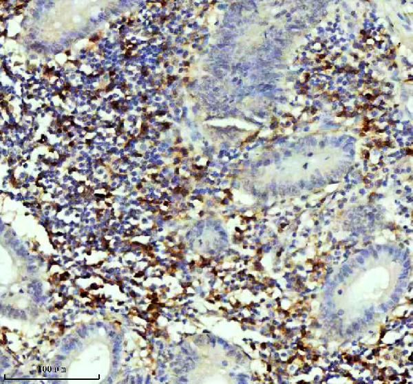 2 - Anti-CD4 Rabbit Monoclonal Antibody ABO13094
