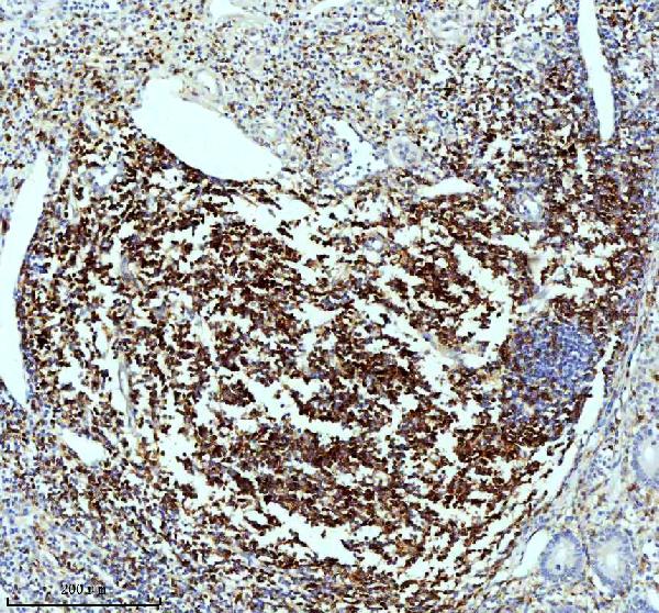 2 - Anti-CD4 Rabbit Monoclonal Antibody ABO13094