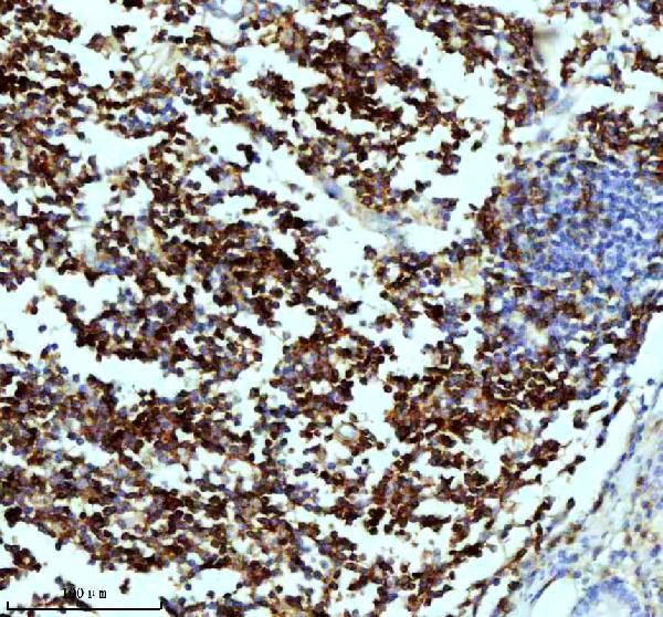2 - Anti-CD4 Rabbit Monoclonal Antibody ABO13094