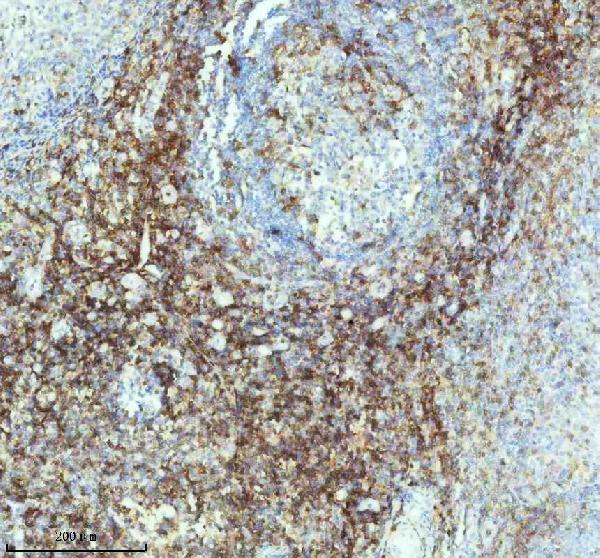 2 - Anti-CD4 Rabbit Monoclonal Antibody ABO13094