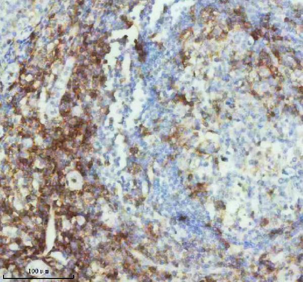 2 - Anti-CD4 Rabbit Monoclonal Antibody ABO13094