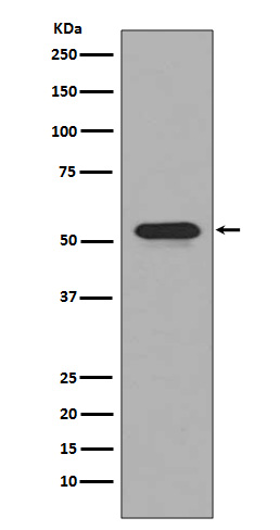 1 - Anti-CD4 Rabbit Monoclonal Antibody ABO13094