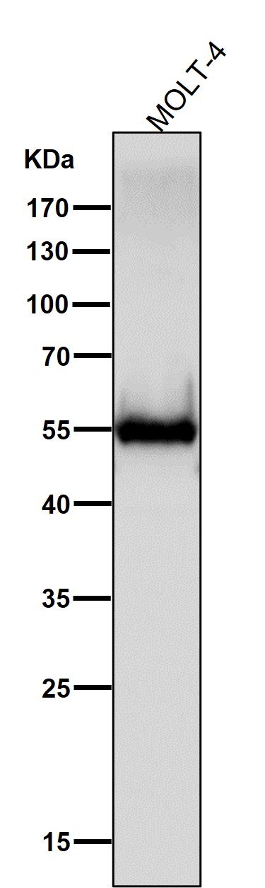 1 - Anti-CD4 Rabbit Monoclonal Antibody ABO13094