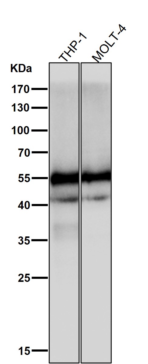 1 - Anti-CD4 Rabbit Monoclonal Antibody ABO13094