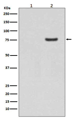1 - Anti-Phospho-Synapsin I (S9) Rabbit Monoclonal Antibody ABO13097