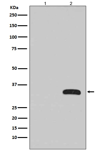 1 - Anti-GFP Rabbit Monoclonal Antibody, HRP Conjugated ABO13098