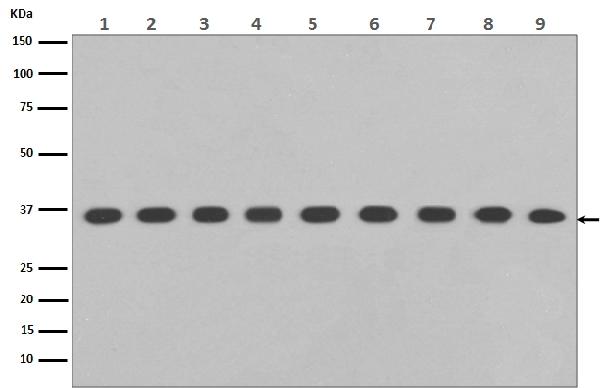 1 - Anti-GAPDH Rabbit Monoclonal Antibody, HRP Conjugated ABO13099