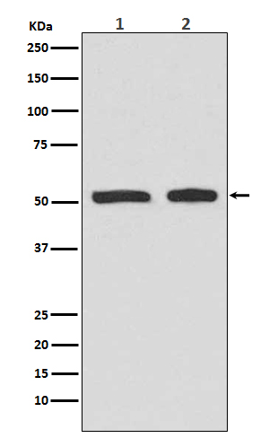 1 - Anti-Phospho-p53 (S9) TP53 Rabbit Monoclonal Antibody ABO13102