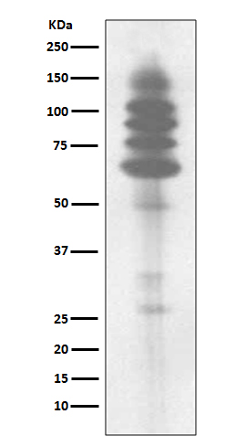 1 - Anti-Phospho-Tyrosine Rabbit Monoclonal Antibody ABO13103