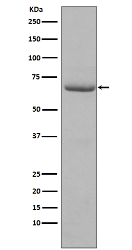 1 - Anti-Phospho-PKR (T446) EIF2AK2 Rabbit Monoclonal Antibody ABO13109