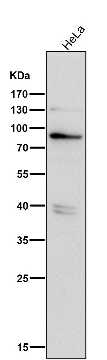 1 - Anti-Phospho-PKR (T446) EIF2AK2 Rabbit Monoclonal Antibody ABO13109