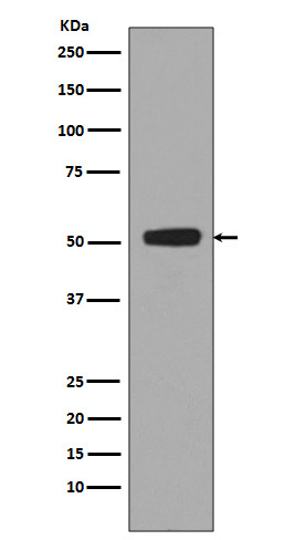 1 - Anti-Phospho-p53 (S376) TP53 Rabbit Monoclonal Antibody ABO13110