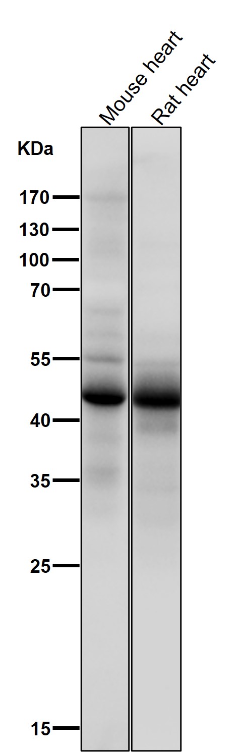 1 - Anti-Phospho-p53 (S376) TP53 Rabbit Monoclonal Antibody ABO13110