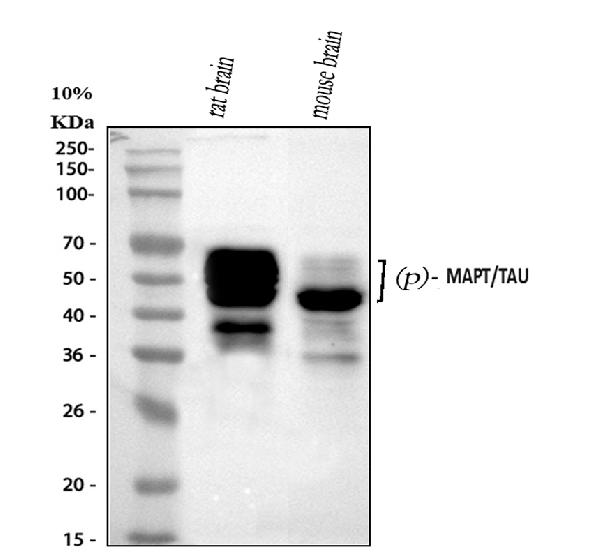 1 - Anti-Phospho-Tau (T231) MAPT Rabbit Monoclonal Antibody ABO13113
