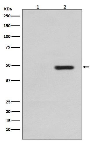 1 - Anti-Phospho-Tau (T231) MAPT Rabbit Monoclonal Antibody ABO13113