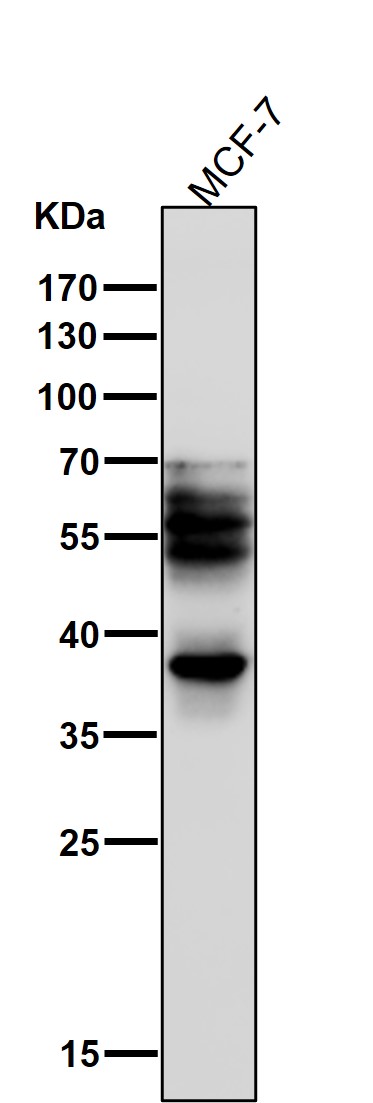1 - Anti-Phospho-Tau (T231) MAPT Rabbit Monoclonal Antibody ABO13113
